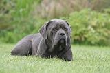 CANE CORSO 1315